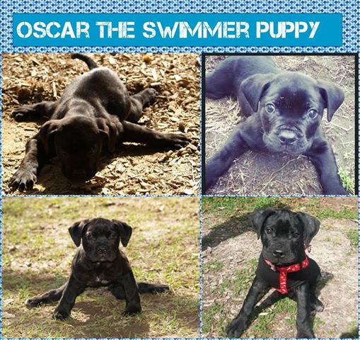 Oscar the Swimming Pup before
