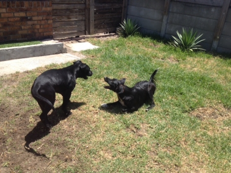 Oscar and another dog playing