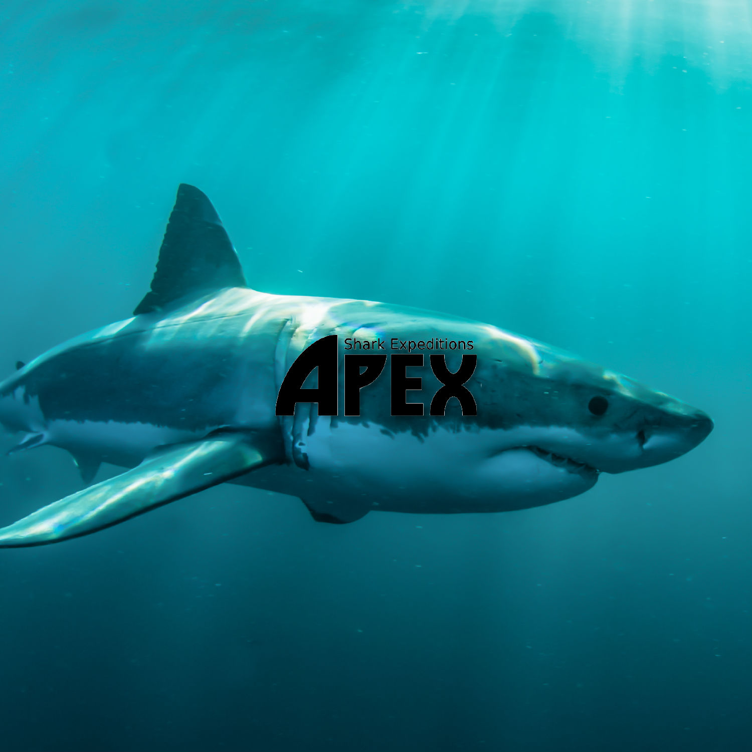 Apex Predators